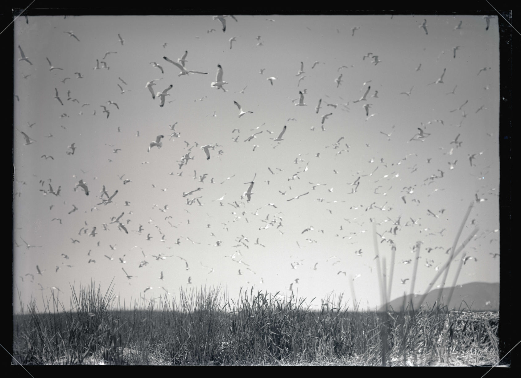 gulls and terns_lower klamath1905